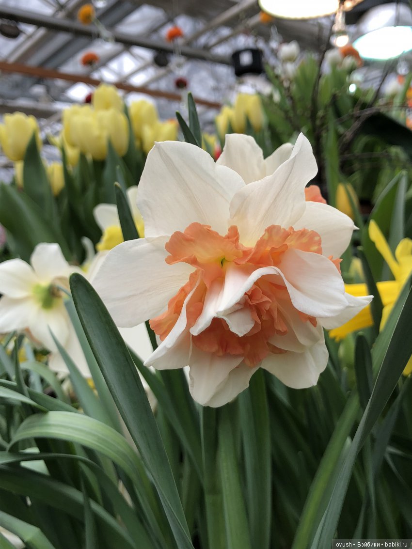 Весна - ну конечно же это ЦВЕТЫ, улыбки и хорошее настроение