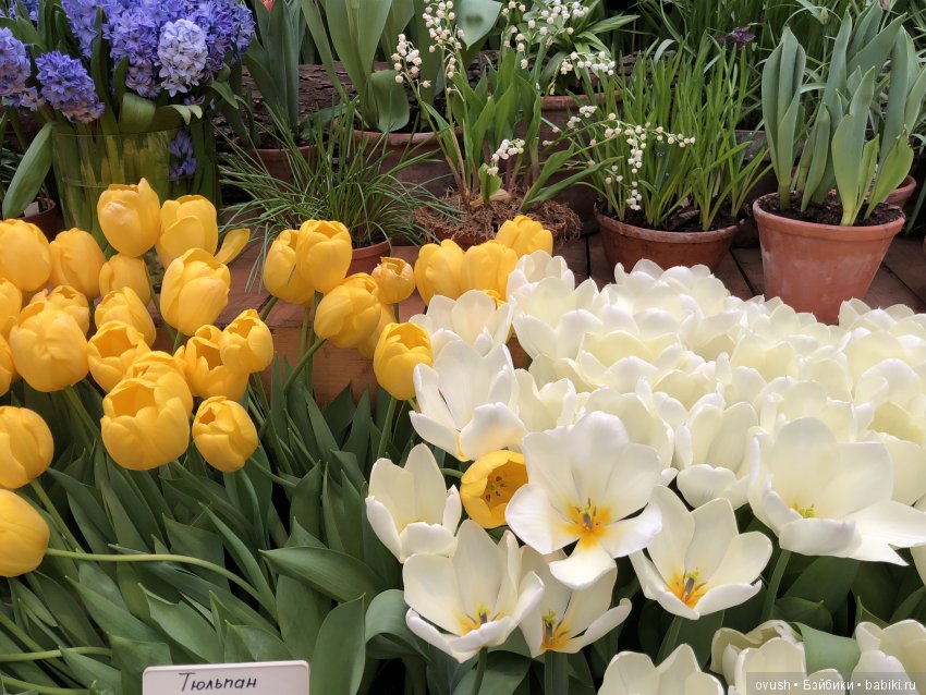 Весна - ну конечно же это ЦВЕТЫ, улыбки и хорошее настроение (фото 4)