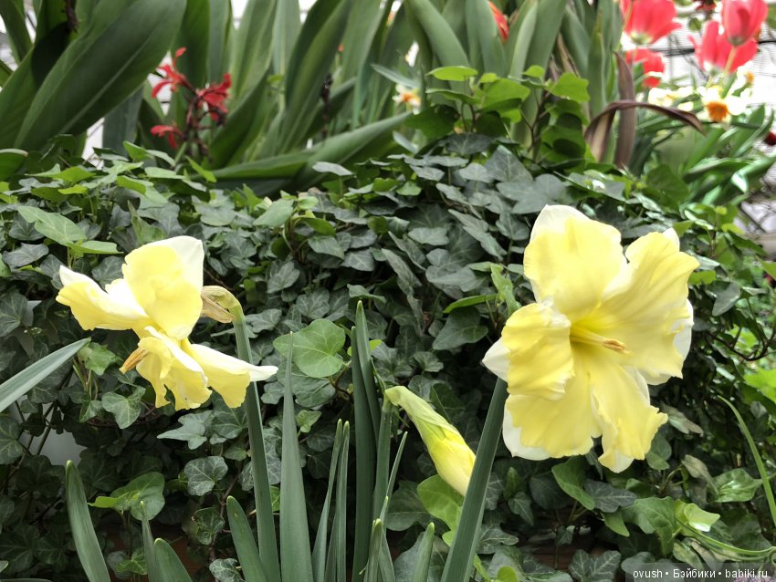 Весна - ну конечно же это ЦВЕТЫ, улыбки и хорошее настроение