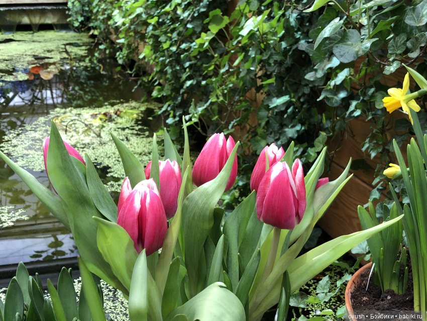 Весна - ну конечно же это ЦВЕТЫ, улыбки и хорошее настроение