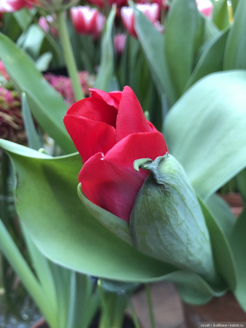 Весна - ну конечно же это ЦВЕТЫ, улыбки и хорошее настроение