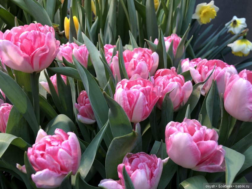 Весна - ну конечно же это ЦВЕТЫ, улыбки и хорошее настроение