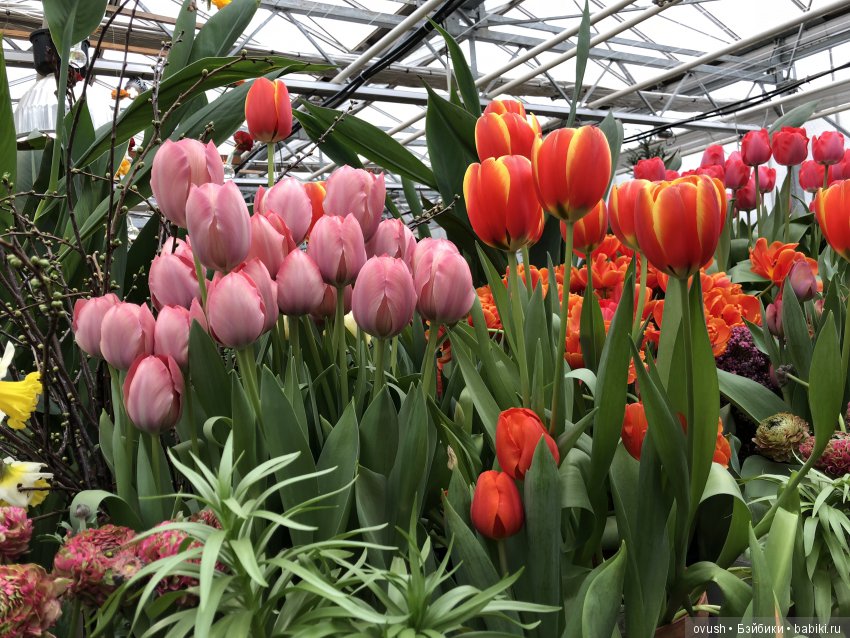 Весна - ну конечно же это ЦВЕТЫ, улыбки и хорошее настроение