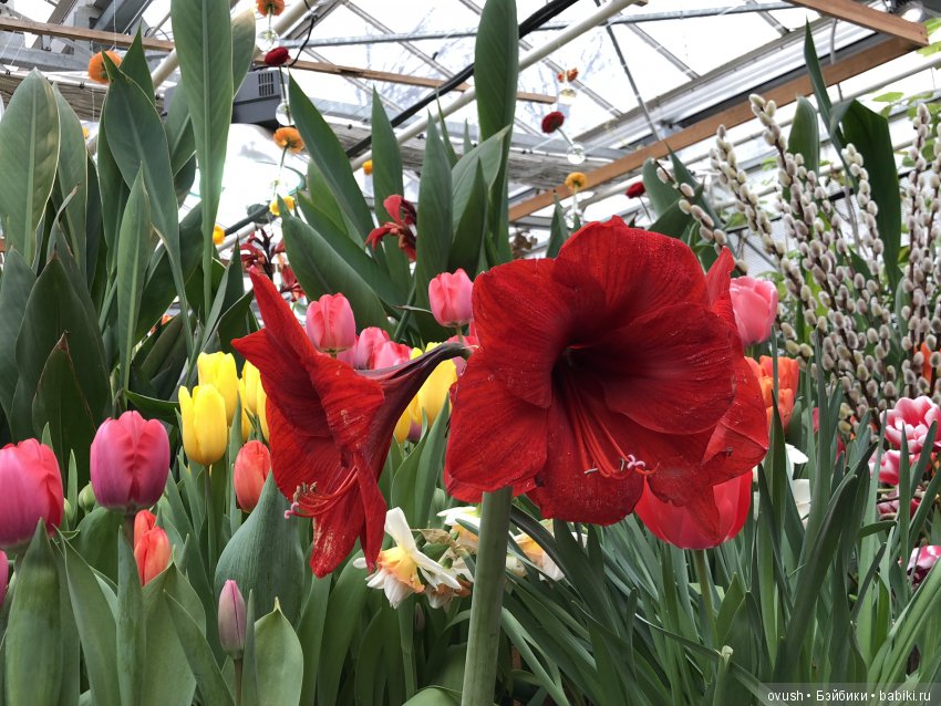 Весна - ну конечно же это ЦВЕТЫ, улыбки и хорошее настроение