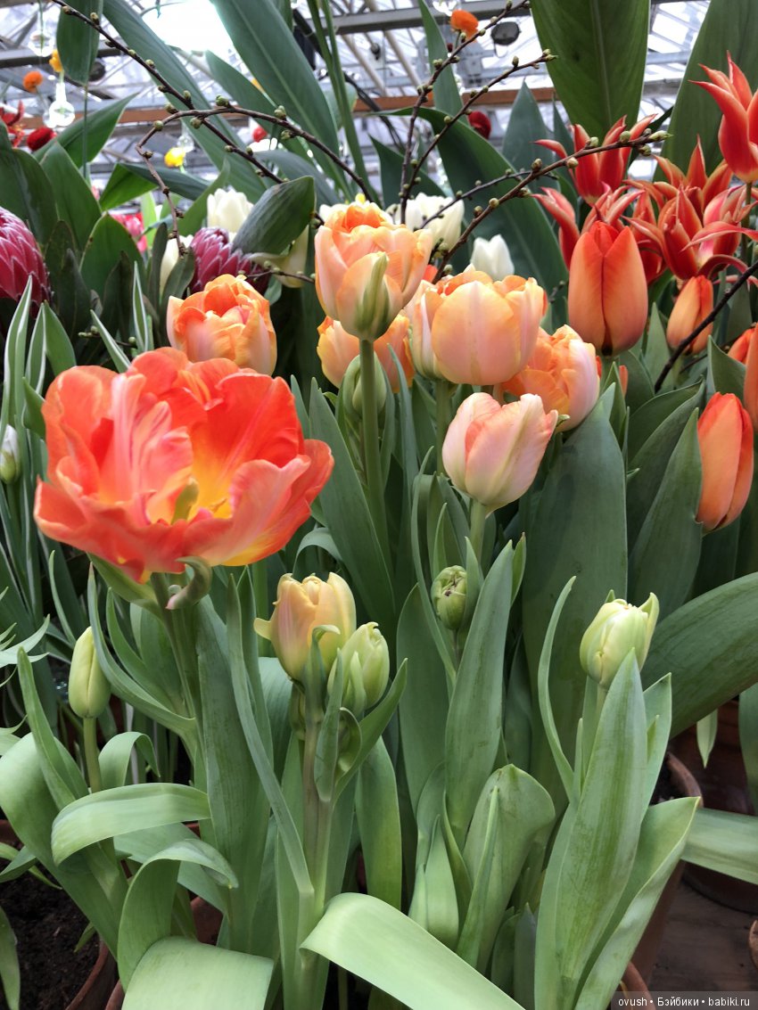 Весна - ну конечно же это ЦВЕТЫ, улыбки и хорошее настроение