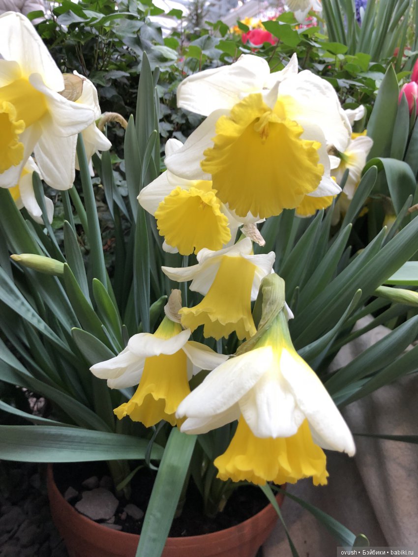 Весна - ну конечно же это ЦВЕТЫ, улыбки и хорошее настроение