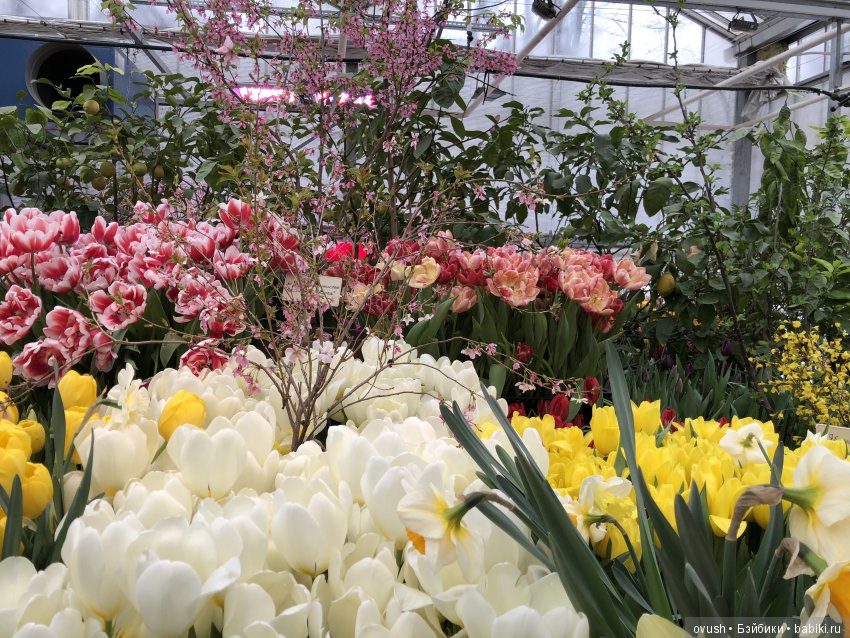 Весна - ну конечно же это ЦВЕТЫ, улыбки и хорошее настроение