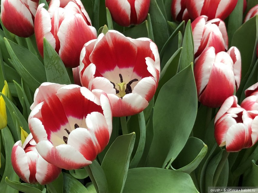 Весна - ну конечно же это ЦВЕТЫ, улыбки и хорошее настроение