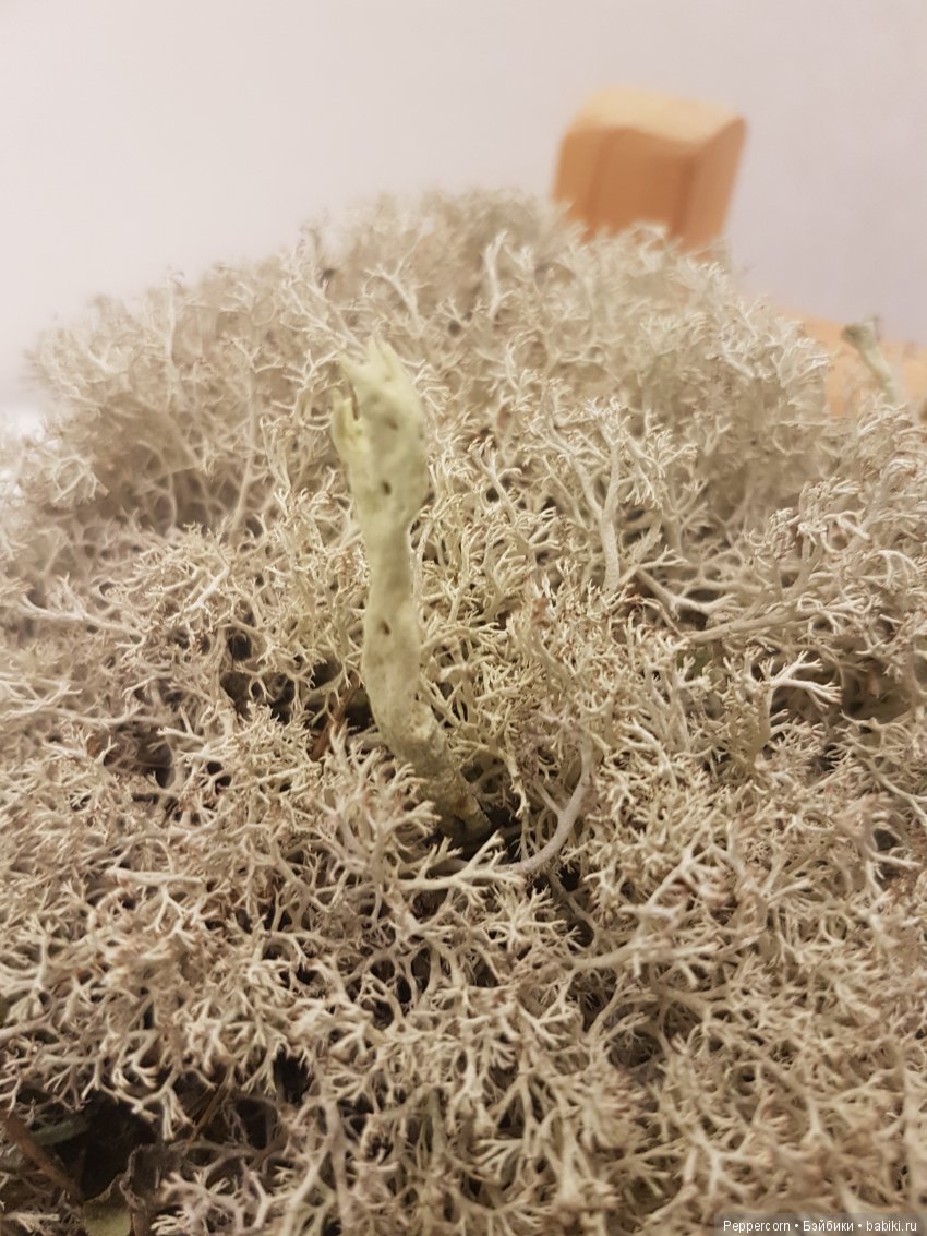 Дом для реалпуки. Часть 1 (фото 9)