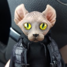 В полку котофеев прибыло