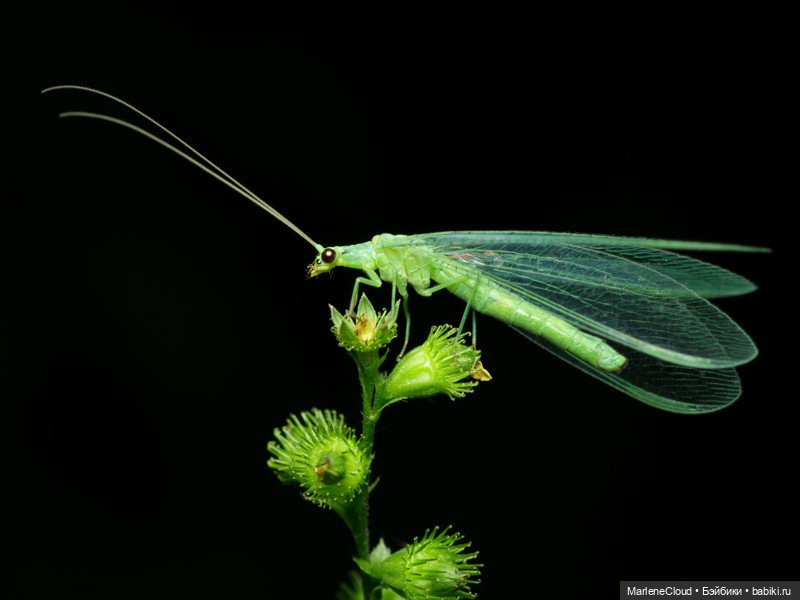 Фея Инлэй — Авторские шарнирные куклы своими руками: лепка (фото 2)