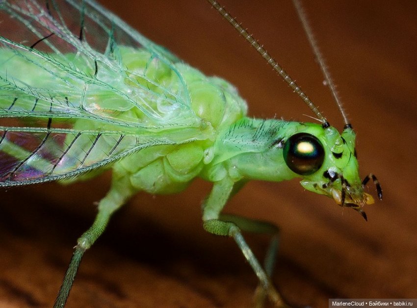 Фея Инлэй — Авторские шарнирные куклы своими руками: лепка