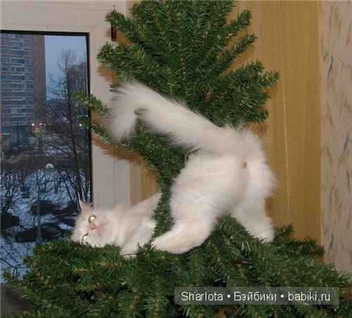 Кошки, ёлка ... Новый Год