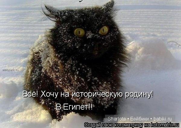 Кошки, ёлка ... Новый Год