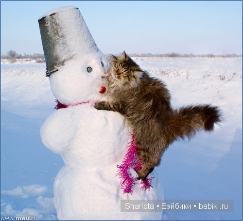 Кошки, ёлка ... Новый Год