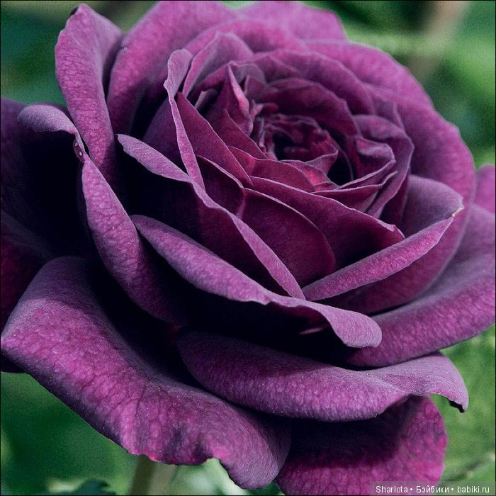 Ты помнишь, как все начиналось?! Весенний подарок или моя Пурпурная Роза от Моники Рео