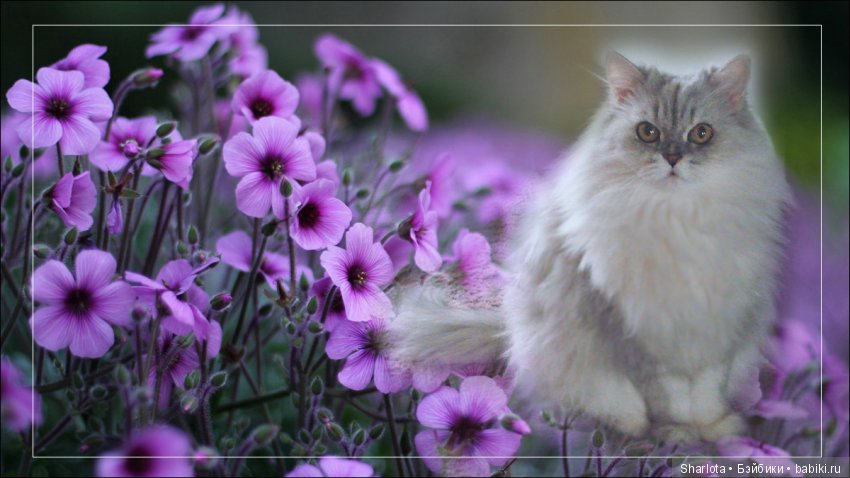 ОНИ уходят за радугу… И плачут Ангелы… Моей любимой девочке Шарлоте посвящаю | Бэйбики ОНИ уходят за радугу… И плачут Ангелы… Моей любимой девочке Шарлоте посвящаю