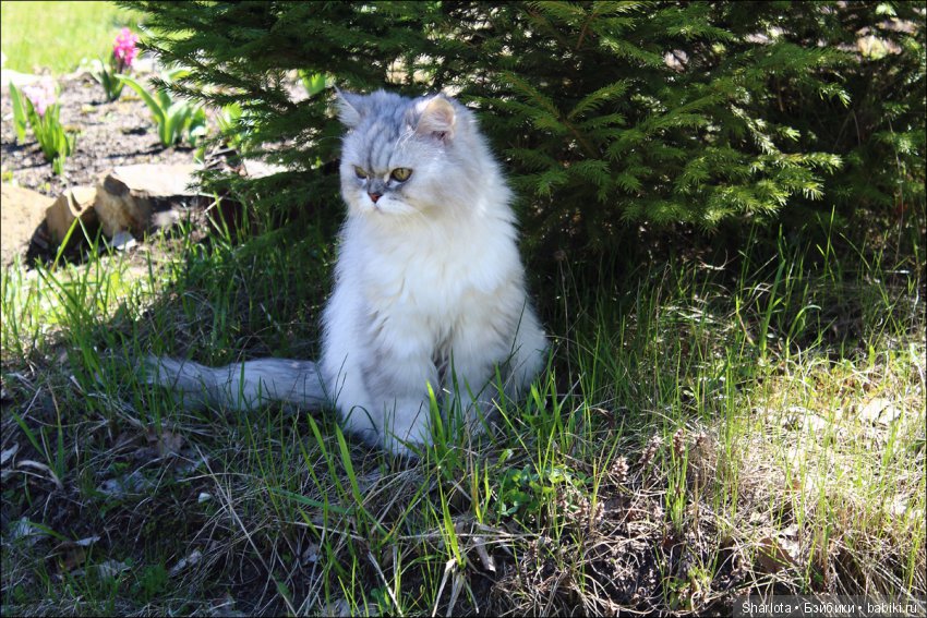 ОНИ уходят за радугу… И плачут Ангелы… Моей любимой девочке Шарлоте посвящаю | Бэйбики ОНИ уходят за радугу… И плачут Ангелы… Моей любимой девочке Шарлоте посвящаю