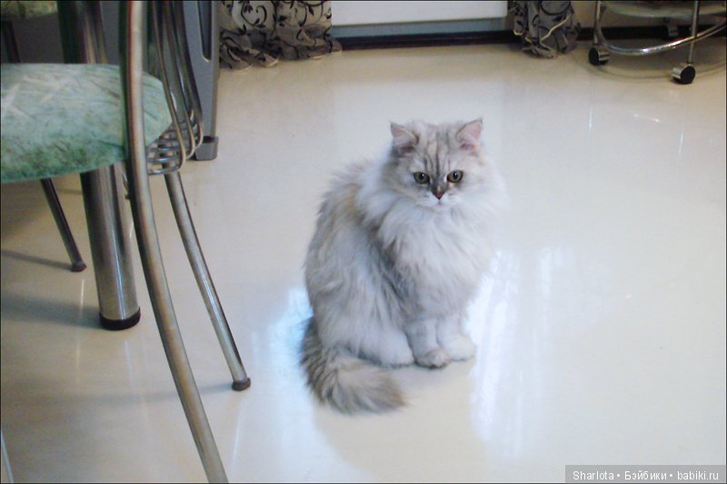 ОНИ уходят за радугу… И плачут Ангелы… Моей любимой девочке Шарлоте посвящаю | Бэйбики ОНИ уходят за радугу… И плачут Ангелы… Моей любимой девочке Шарлоте посвящаю