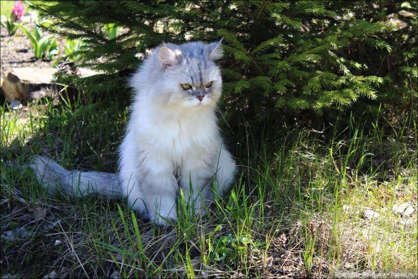 ОНИ уходят за радугу… И плачут Ангелы… Моей любимой девочке Шарлоте посвящаю | Бэйбики ОНИ уходят за радугу… И плачут Ангелы… Моей любимой девочке Шарлоте посвящаю