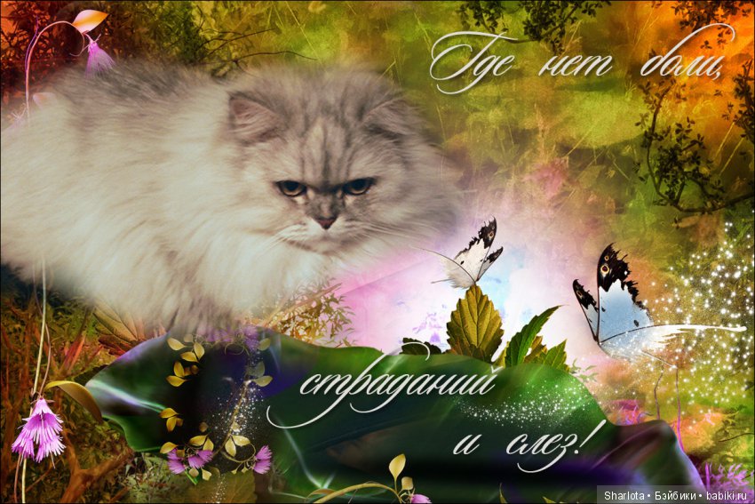 ОНИ уходят за радугу… И плачут Ангелы… Моей любимой девочке Шарлоте посвящаю | Бэйбики ОНИ уходят за радугу… И плачут Ангелы… Моей любимой девочке Шарлоте посвящаю