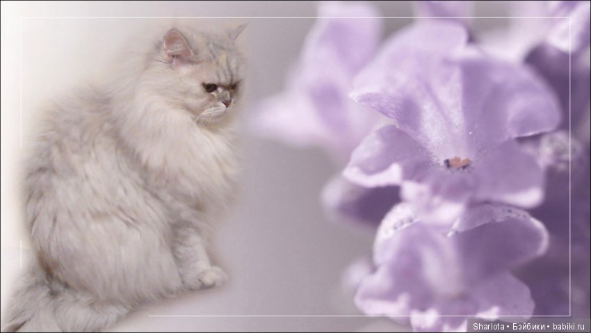 ОНИ уходят за радугу… И плачут Ангелы… Моей любимой девочке Шарлоте посвящаю | Бэйбики ОНИ уходят за радугу… И плачут Ангелы… Моей любимой девочке Шарлоте посвящаю