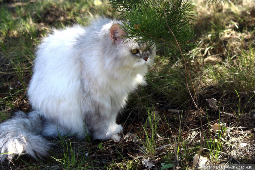 ОНИ уходят за радугу… И плачут Ангелы… Моей любимой девочке Шарлоте посвящаю | Бэйбики ОНИ уходят за радугу… И плачут Ангелы… Моей любимой девочке Шарлоте посвящаю