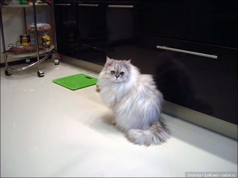 ОНИ уходят за радугу… И плачут Ангелы… Моей любимой девочке Шарлоте посвящаю | Бэйбики ОНИ уходят за радугу… И плачут Ангелы… Моей любимой девочке Шарлоте посвящаю