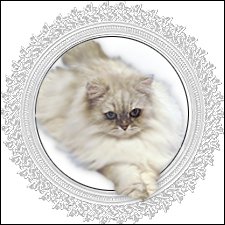 ОНИ уходят за радугу… И плачут Ангелы… Моей любимой девочке Шарлоте посвящаю