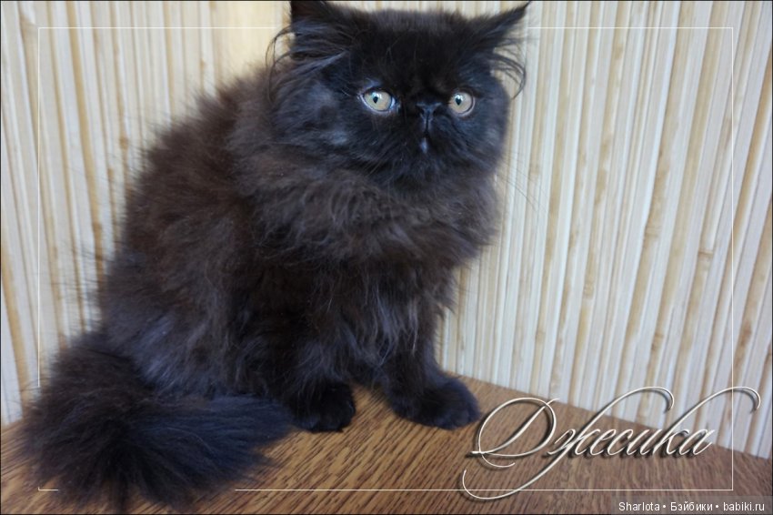 Мой изумительный Раухтопаз или кареглазая красавица от Angela Sutter. Плюс маленький сюрприз