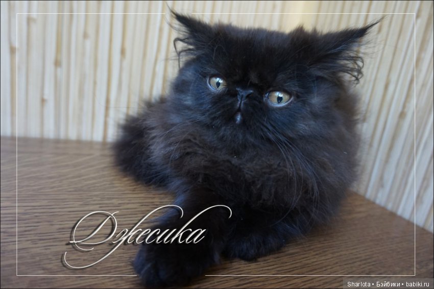 Мой изумительный Раухтопаз или кареглазая красавица от Angela Sutter. Плюс маленький сюрприз