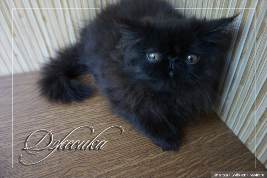 Мой изумительный Раухтопаз или кареглазая красавица от Angela Sutter. Плюс маленький сюрприз