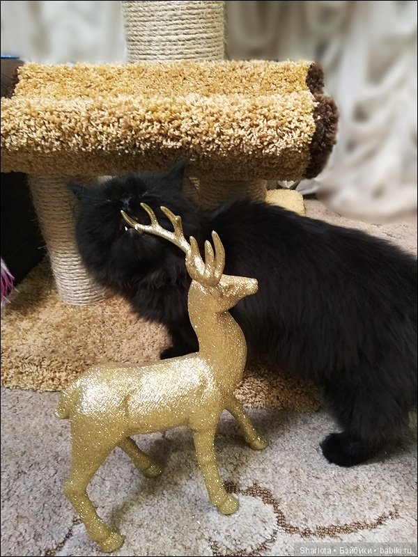 Femke, Ёлка, Новый год (подводя итоги)