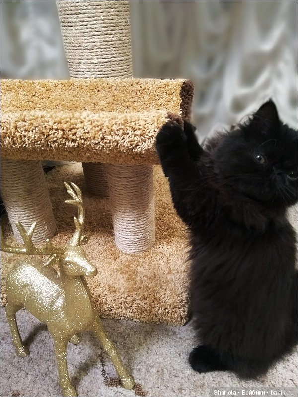 Femke, Ёлка, Новый год (подводя итоги)