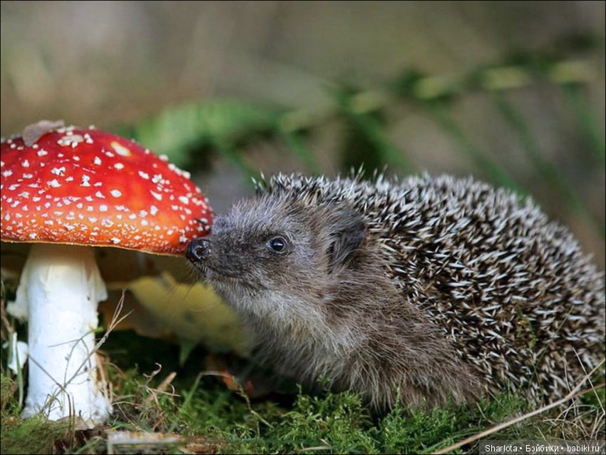 За окном сентябрь, провода качает…Близнецы Исис и Мерете (коллекция Atlantis)