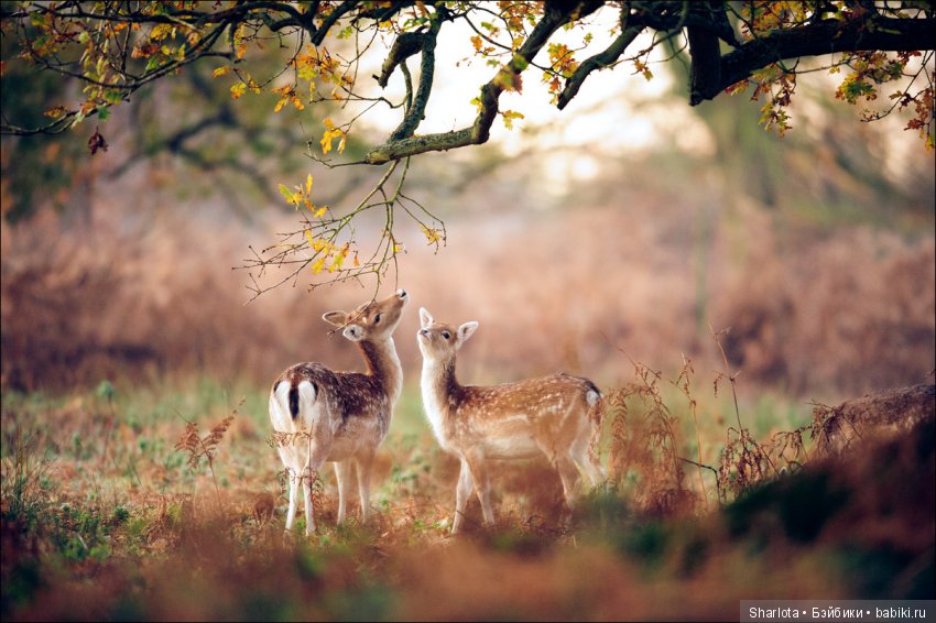 За окном сентябрь, провода качает…Близнецы Исис и Мерете (коллекция Atlantis)