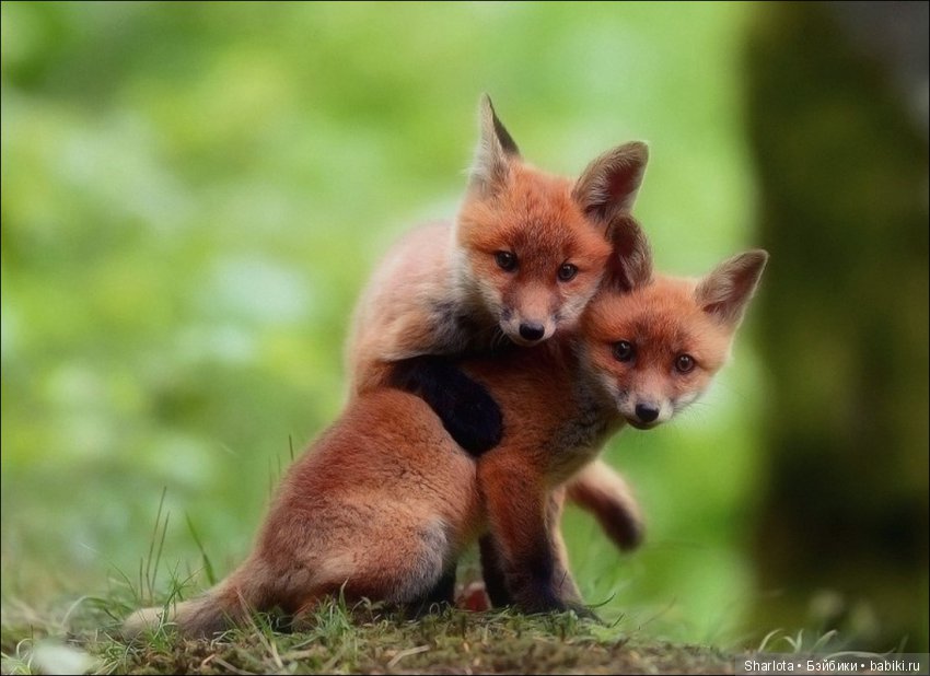 За окном сентябрь, провода качает…Близнецы Исис и Мерете (коллекция Atlantis)