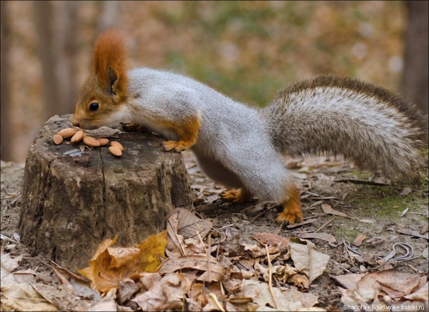За окном сентябрь, провода качает…Близнецы Исис и Мерете (коллекция Atlantis)
