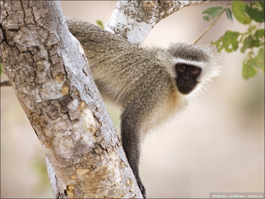 Мисс Бэйбики 2019. Презентация Мериен. О чем сердечко беспокоится