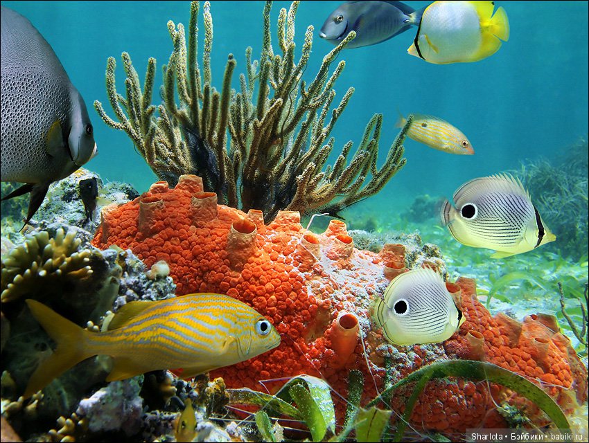 Мисс Бэйбики 2019. Презентация Мериен. О чем сердечко беспокоится