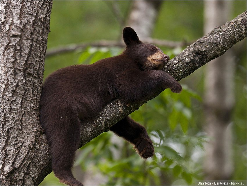 Мисс Бэйбики 2019. Презентация Мериен. О чем сердечко беспокоится
