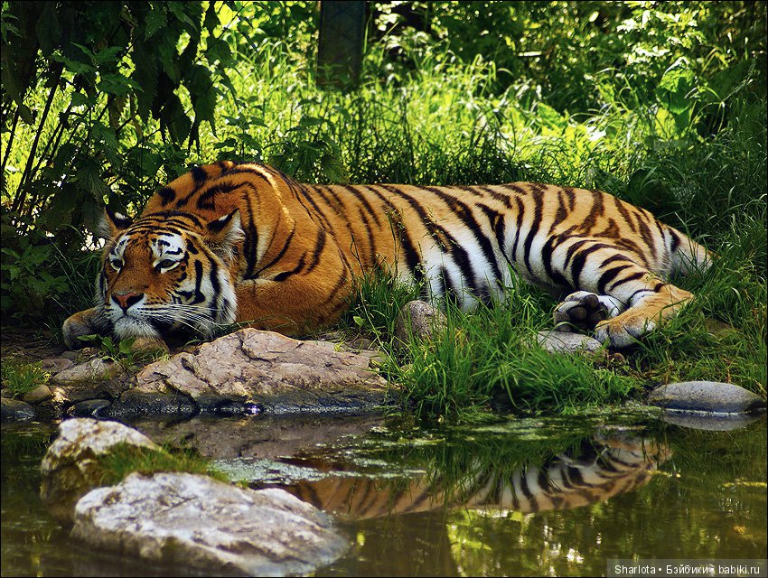 Мисс Бэйбики 2019. Презентация Мериен. О чем сердечко беспокоится