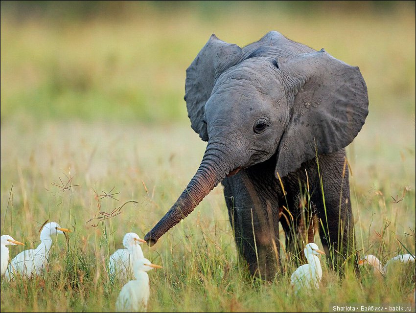 Мисс Бэйбики 2019. Презентация Мериен. О чем сердечко беспокоится