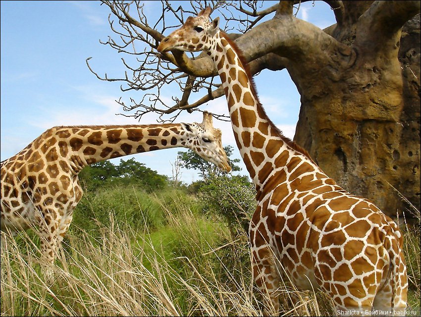 Мисс Бэйбики 2019. Презентация Мериен. О чем сердечко беспокоится