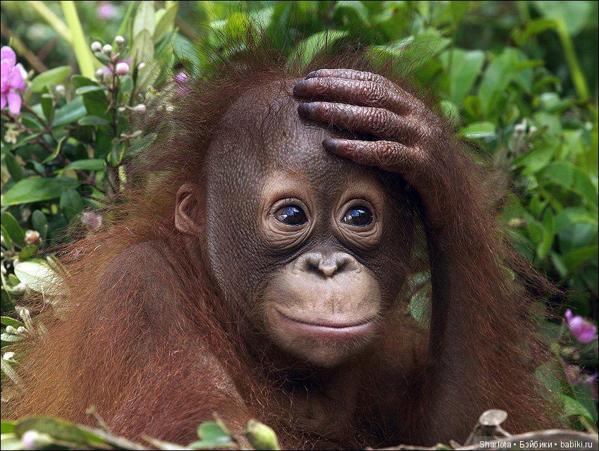 Мисс Бэйбики 2019. Презентация Мериен. О чем сердечко беспокоится