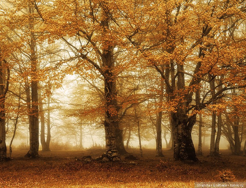 И Осени... прекрасные аккорды