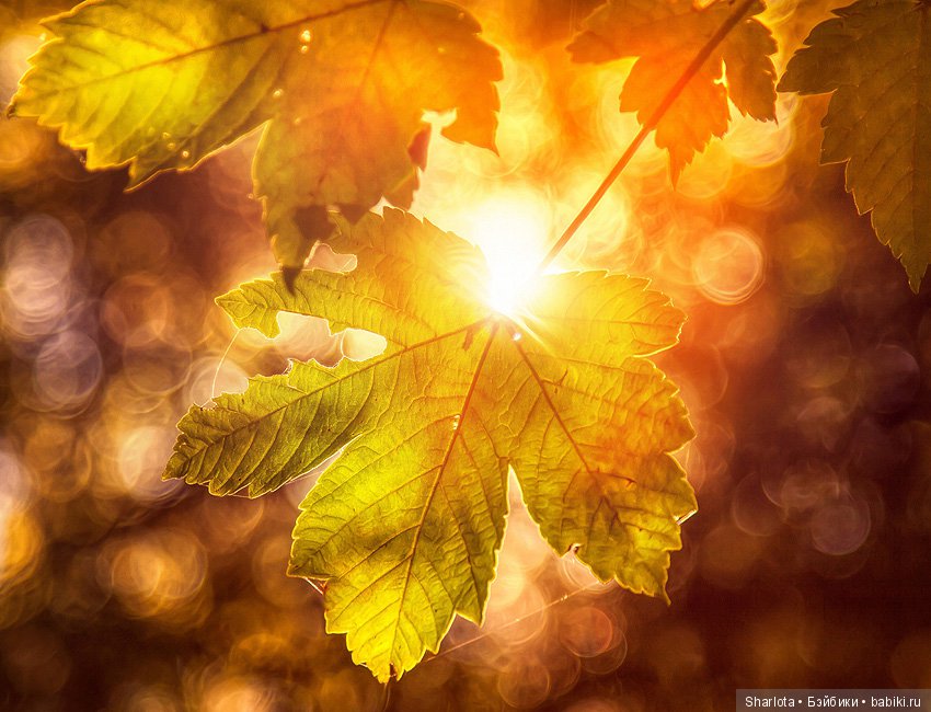 И Осени... прекрасные аккорды