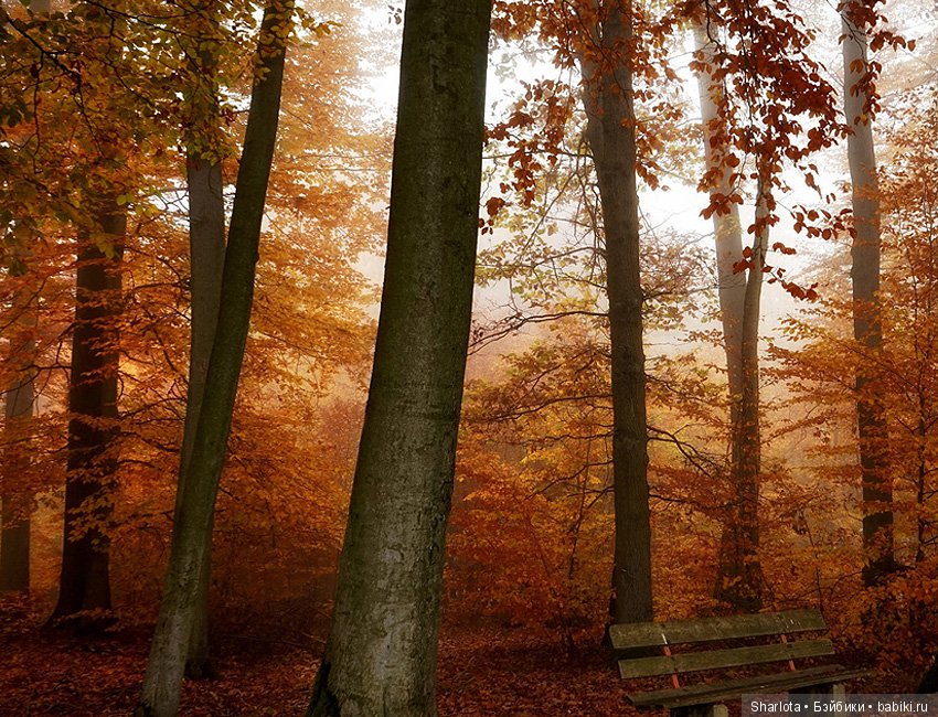 И Осени... прекрасные аккорды