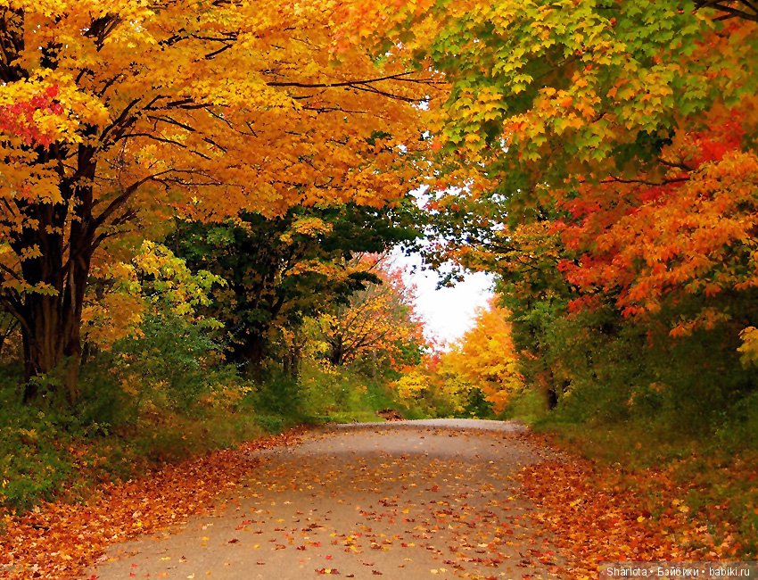 И Осени... прекрасные аккорды (фото 4)