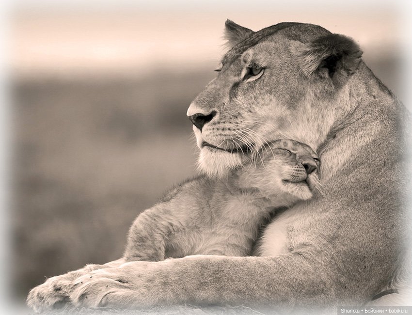 Моя весенняя Нежность...Часть первая "Нежная" | Бэйбики Моя весенняя Нежность...Часть первая "Нежная"